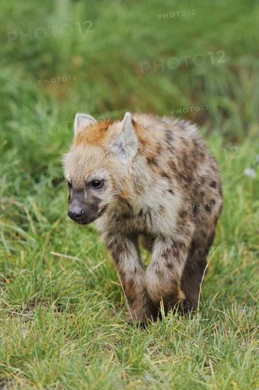 Spotted hyena or spotted hyena (Crocuta crocuta), juvenile, captive, occurrence in Africa