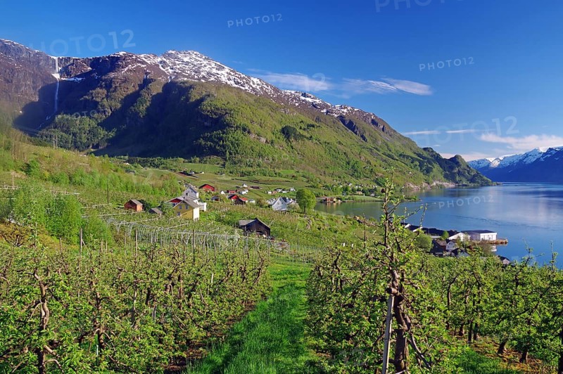 Extensive orchards and green valleys with houses and a waterfall in the mountains, spring, fruit-growing area, Hardangerfjord, Fylke Vestland, Norway, Europe