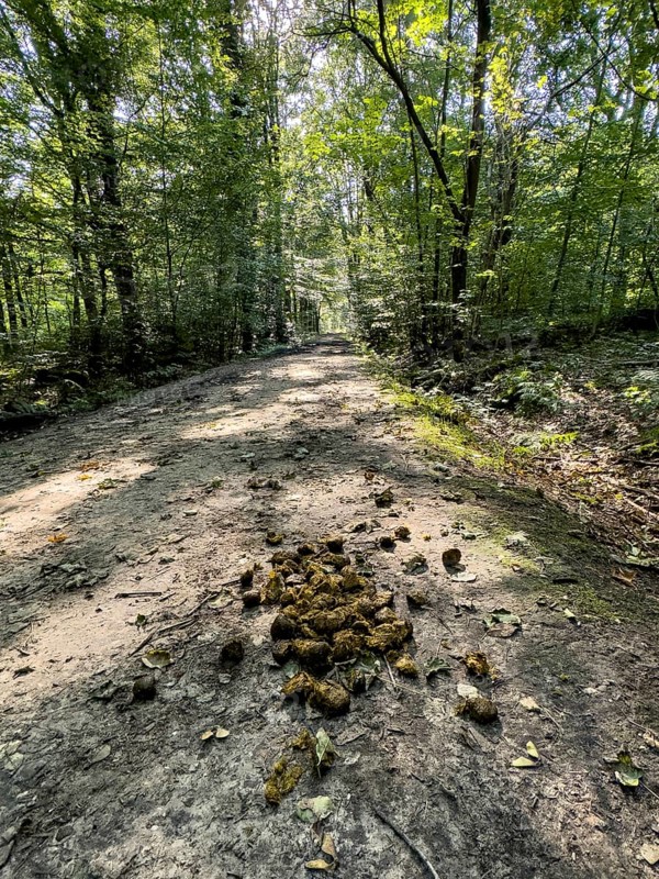 Horse manure Horse droppings Horse droppings Horse poo Horse poo in the middle of the path Forest path Hiking path Walking path in the forest, Germany, Europe