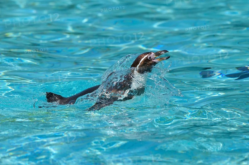Humboldt penguin (Spheniscus humboldti) swimming in water, captive