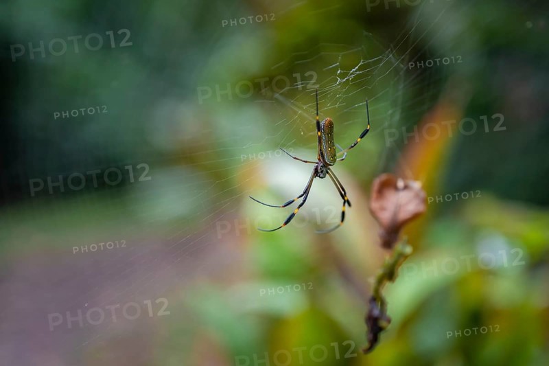 Golden silk spider (Trichonephila clavipes) spider web, Tortuguero National Park, Costa Rica, Central America