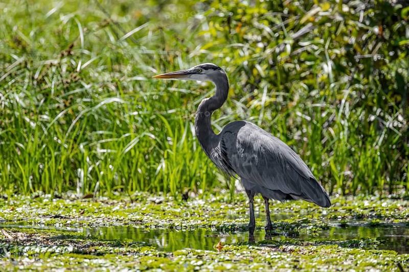 Grey heron at the water, Cahuita National Park, Costa Rica, Central America