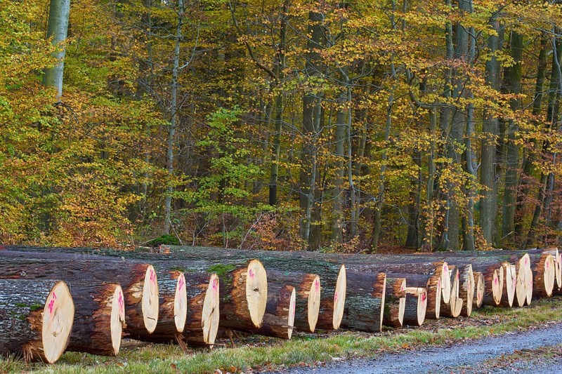 Oak tree trunks in autumn forest marked with pink numbers, characterised by cut wood texture and autumn leaves on the ground, Weibersbrunn, Spessart, Bavaria, Germany, Europe