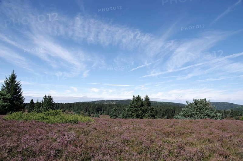Hochheide, Niedersfeld, landscape, sky, Hochsauerland, North Rhine-Westphalia, Germany, The broom heather grows in the Niedersfelder Hochheide nature reserve, Europe