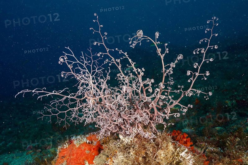 Underwater image of a mediterranean basket star (Astrospartus mediterraneus) with many small branches. Dive site Marine protected area Cap de Creus, Rosas, Costa Brava, Spain, Mediterranean Sea, Europe