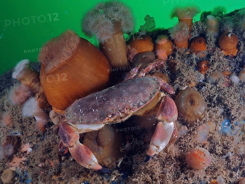 Edible crab (Cancer pagurus) on an underwater bed surrounded by algae and clonal plumose anemones (Metridium senile) . Dive site Rinvyle, Co. Galway, Irish Sea, North Atlantic, Ireland, Europe