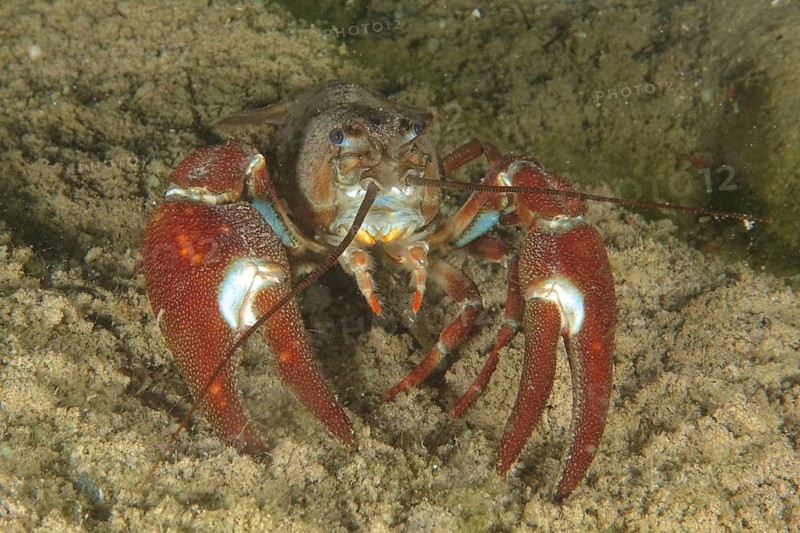 A signal crayfish (Pacifastacus leniusculus), American crayfish, invasive species, with red pincers on a sandy substrate. Terlinden dive site, Küsnacht, Lake Zurich, Canton Zurich, Switzerland, Europe
