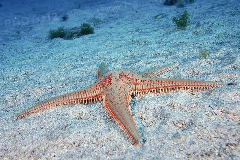 Five-armed starfish with a red spotted pattern, Astropecten aranciacus (Astropecten aranciacus), on the sandy seabed. Dive site Bufadero, Palm Mar, Tenerife, Canary Islands, Spain, Europe