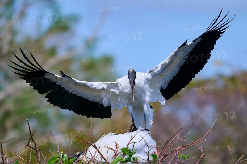 Wood Stork (Mycteria americana), with spread wings perches on a nest made of branches in a natural setting, Wakodahatchee Wetlands, Delray Beach, Florida, USA, North America