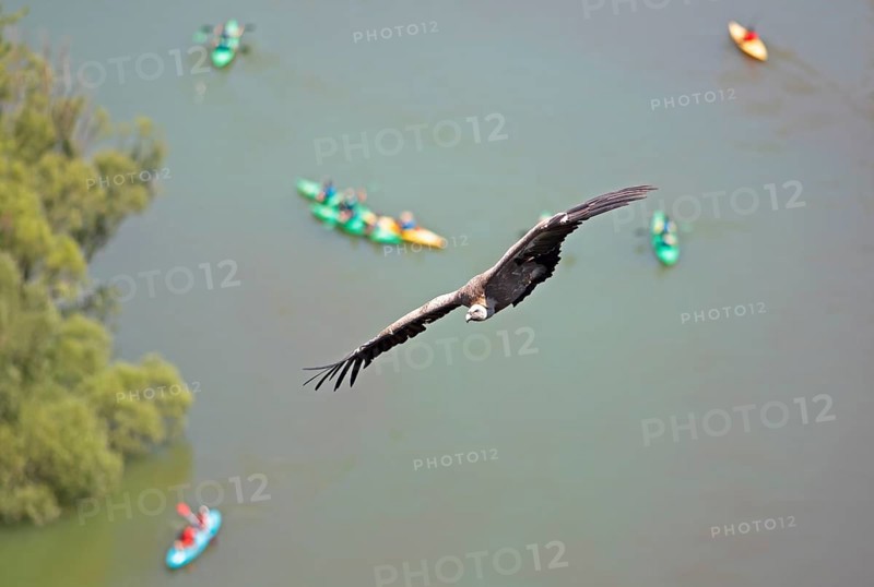 Griffon vulture (Gyps fulvus) in flight, behind blurred colourful canoes on the river Duratón, nature reserve Hoces del Duratón, province Segovia, Castilla y León, Spain, Europe