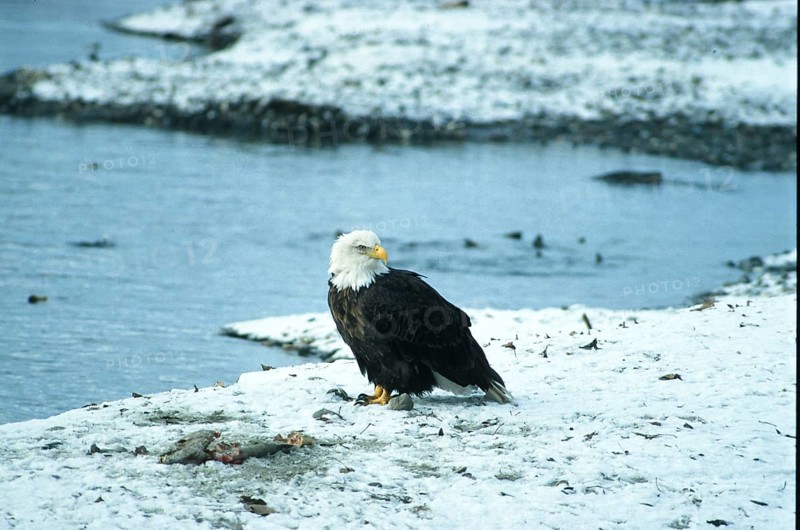 Bald eagle (Haliaeetus leucocephalus), on the shore hunting upstream migrating salmon in the Chilkat River near Haines, Alaska, USA, North America