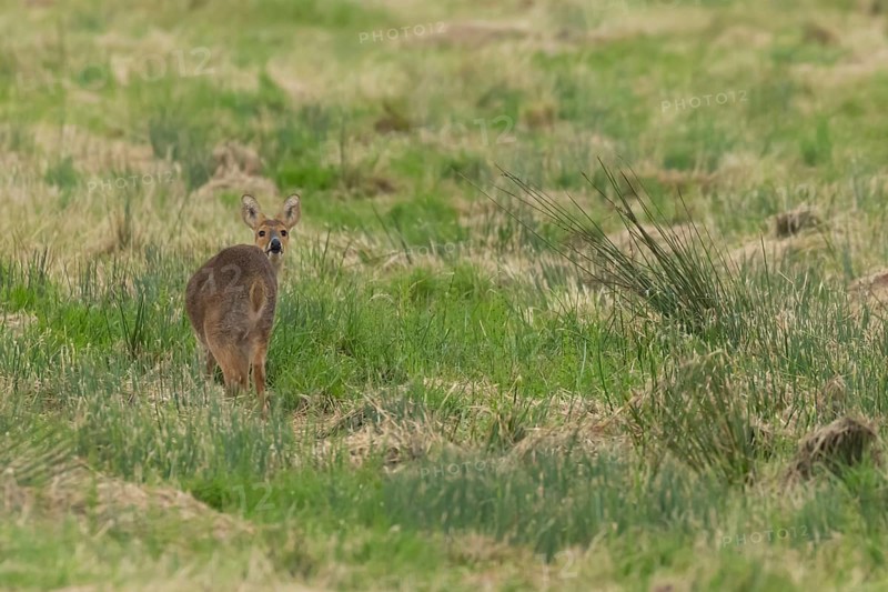Chinese water deer (Hydropotes inermis) adult animal amongst grass in a marshland, England, United Kingdom, Europe