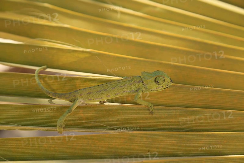 Chameleon (Chamaeleoninae), Djerba, Tunisia, Africa