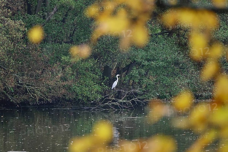 Great White Egret in autumn, Saxony, Germany, Europe