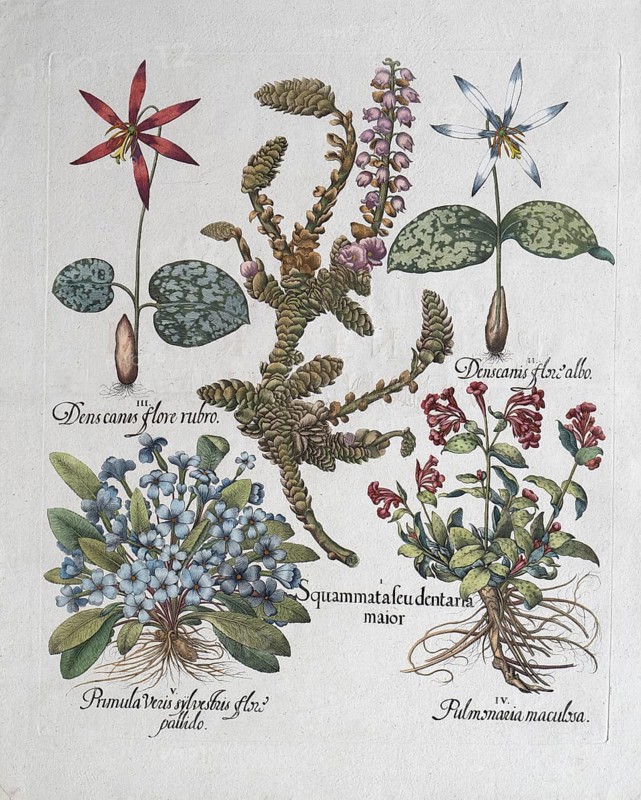 Dog's tooth (Erythronium Dens-Canis), Common cowslip (Primula Vulgaris), Lathraea Squamaria, Common lungwort (Pulmonaria Officinalis), hand-coloured copperplate engraving by Basilius Besler, from Hortus Eystettensis, 1613