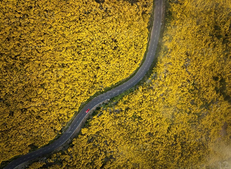 Aerial view of road with red car among yellow Cytisus blooming shrubs near Pico do Arieiro, Portugal, Europe