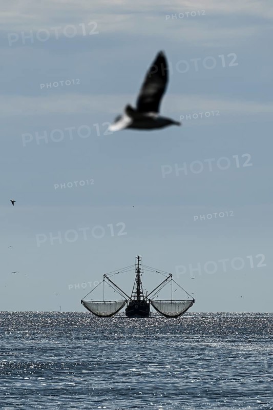 Crab cutter, seagull, North Frisia, Schleswig-Holstein, Germany, Europe