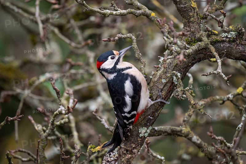 Great spotted woodpecker (Dendrocopos major) on an old pear tree with moss-covered branches, Baden-Württemberg, Germany, Europe