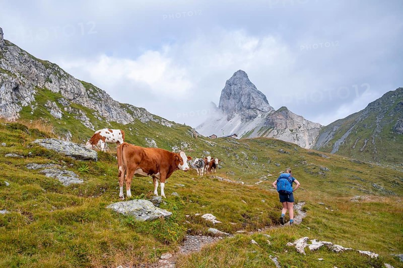 Hiker, cow on a mountain pasture, summit of the Great Kinigat, Carnic Main Ridge, Carnic High Trail, Carnic Alps, Carinthia, Austria, Europe