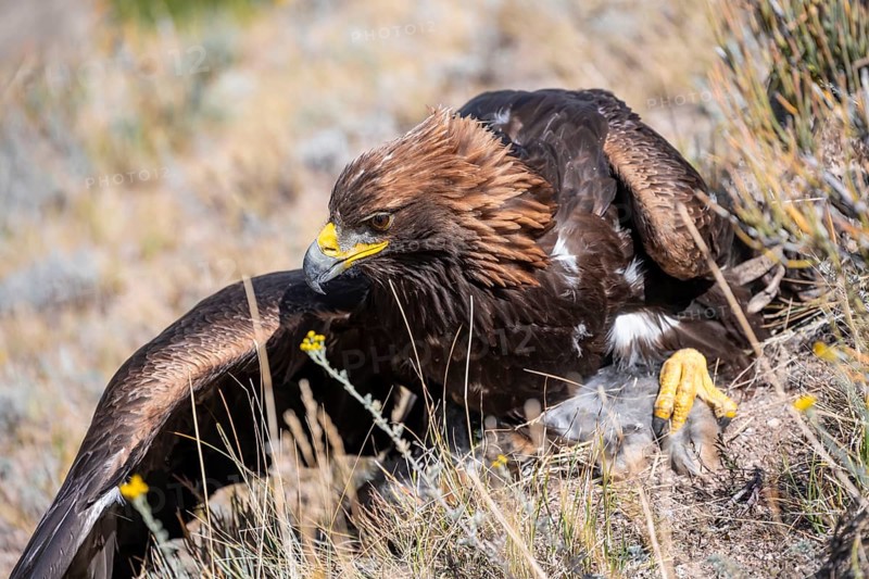 Traditional Kyrgyz eagle of an eagle hunter with prey, near Kysyl-Suu, Kyrgyzstan, Asia