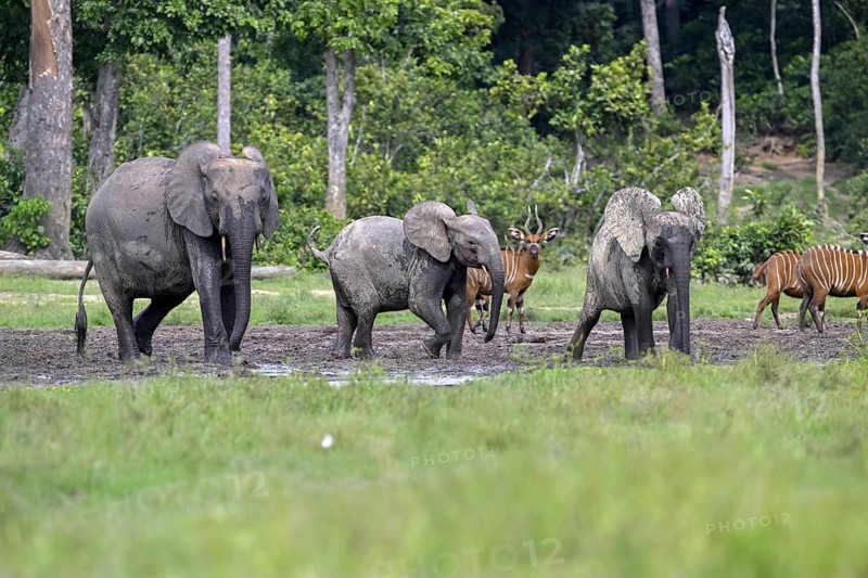 Forest elephants (Loxodonta cyclotis) and bongo antelopes (Tragelaphus eurycerus) in the Dzanga Bai forest clearing, Dzanga-Ndoki National Park, Unesco World Heritage Site, Dzanga-Sangha Complex of Protected Areas (DSPAC), Sangha-Mbaéré Prefecture, Central African Republic, Africa