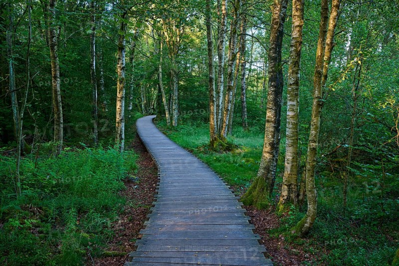 A quiet wooden plank path winds through a green moor birch forest on a summer's day, Schwarzes Moor, Fladungen, Rhön, Bavaria, Germany, Europe