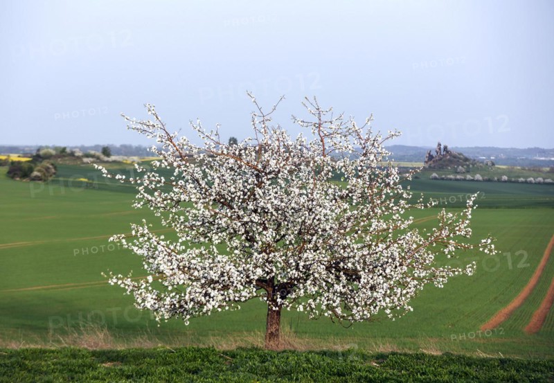 Blossoming apple tree, in the background is the Teufelsmauer, Warnstedt, 08.04.2024., Warnstedt, Saxony-Anhalt, Germany, Europe