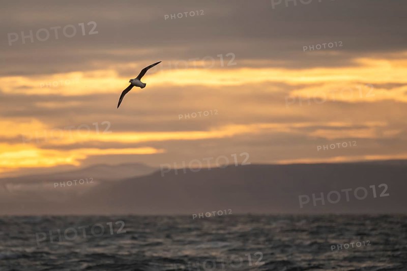 Northern fulmar in flight, sea near Boltodden, Spitsbergen, Svalbard, Norway, Europe
