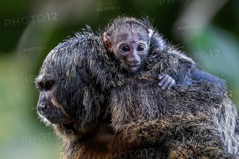 Monk monkey (Pithecia monachus), juvenile sitting on mother, captive, Baden-Württemberg, Germany, Europe
