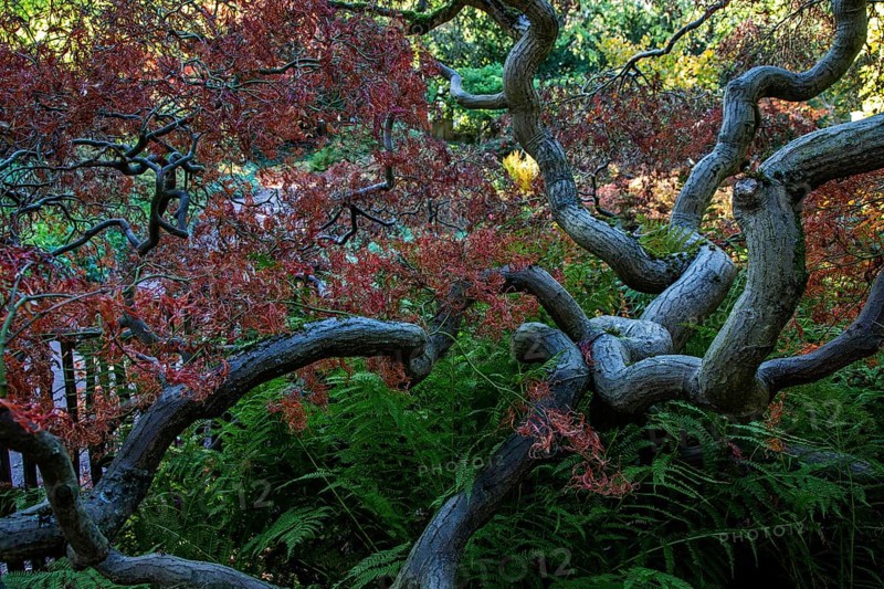 Fan maple (Acer palmatum), autumn colours, Downy Japanese Maple, Zoologischer Stadtgarten, Karlsruhe, Baden-Württemberg, Germany, Europe