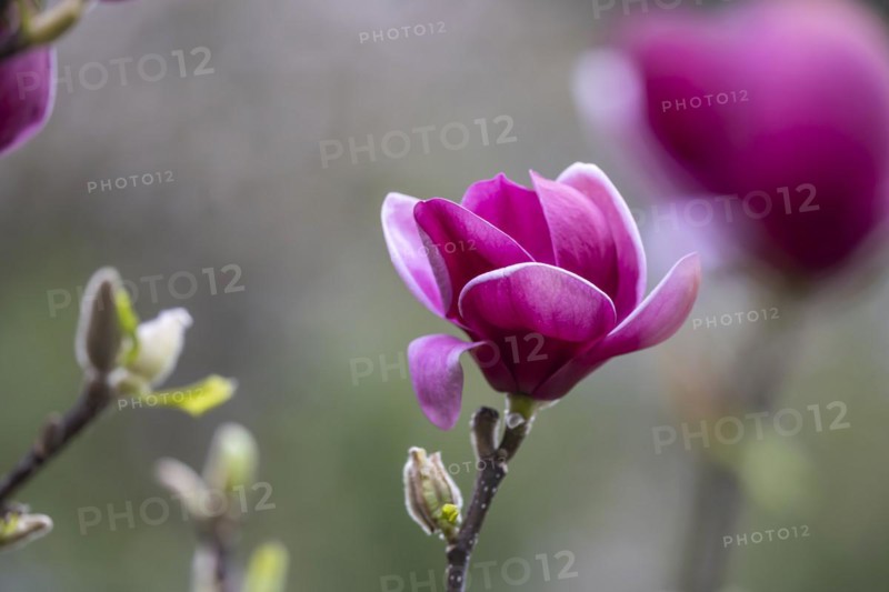 Magnolias (Magnolia) in bloom at Hohenheim Palace. Exotic and Botanical Garden of the University of Hohenheim in Stuttgart, Baden-Württemberg, Germany, Europe