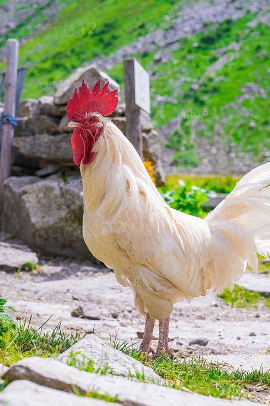 A white rooster with a bright red crest stands on rocks in a green mountain landscape, Klein Tibet, Zillertal, Austria, Europe