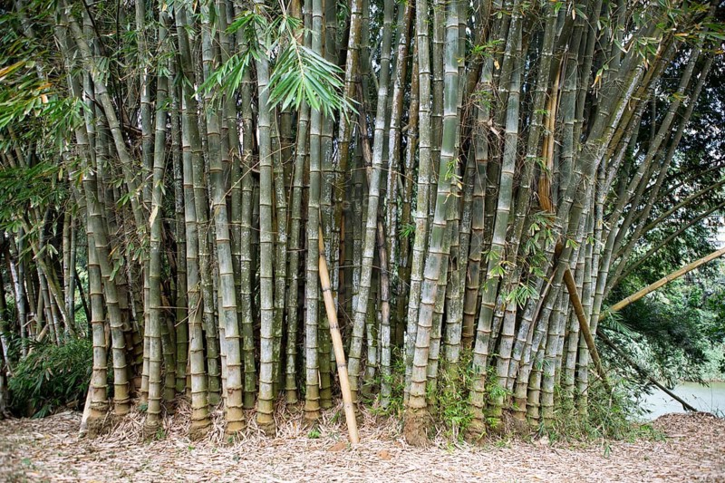 Giant Bamboo (Dendrocalamus giganteus) in the Royal Botanic Gardens, Kandy, Central Province, Sri Lanka, Asia