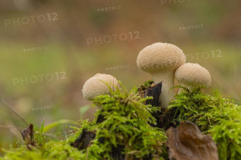 Bottle mushroom (Lycoperdon perlatum, syn. L. gemmatum), close-up, nature photograph, Neustadt am Rübenberge