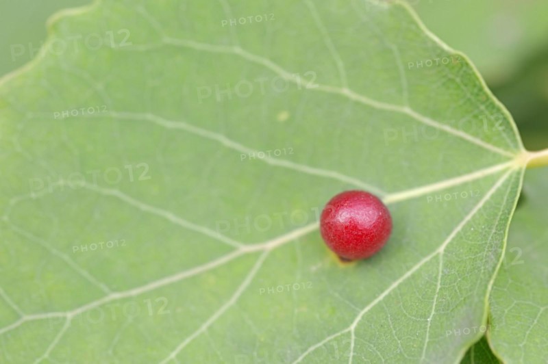 Aspen gall midge (Harmandia tremulae, Harmandiola tremulae), Galle, North Rhine-Westphalia, Germany, Europe
