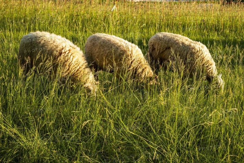 Sheep grazing in a meadow in the evening light, Swabian Alb, Münsingen, Baden-Württemberg, Germany, Europe