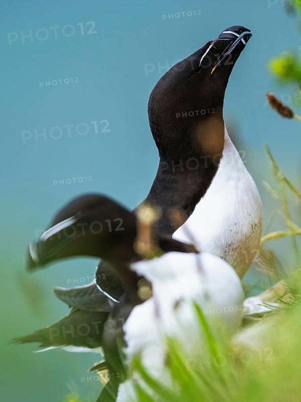 Razorbill, Alca Torda, birds on cliffs, Bempton Cliffs, North Yorkshire, England, United Kingdom, Europe