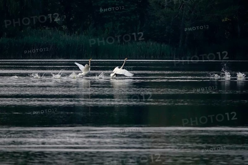 Upper Lusatian Heath and Pond Landscape, Whooper Swans, June, Saxony, Germany, Europe