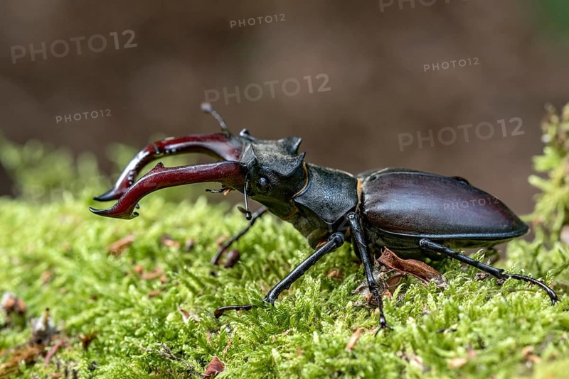 Stag beetle (Lucanus cervus), horned beetle, fire beetle, male with large mandibles, upper jaw, antlers, in the forest on moss on a tree stump, endangered species, species protection, nature conservation, rare, Raumertswald, Vogelsberg Volcanic Region nature park Park, Nidda, Wetterau, Hesse, Germany, Europe