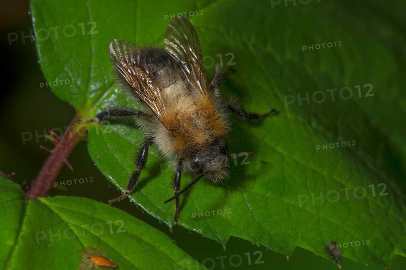 Summer fur bee (Anthophora aestivalis) sitting on a green leaf against a dark background, Baden-Württemberg, Germany, Europe