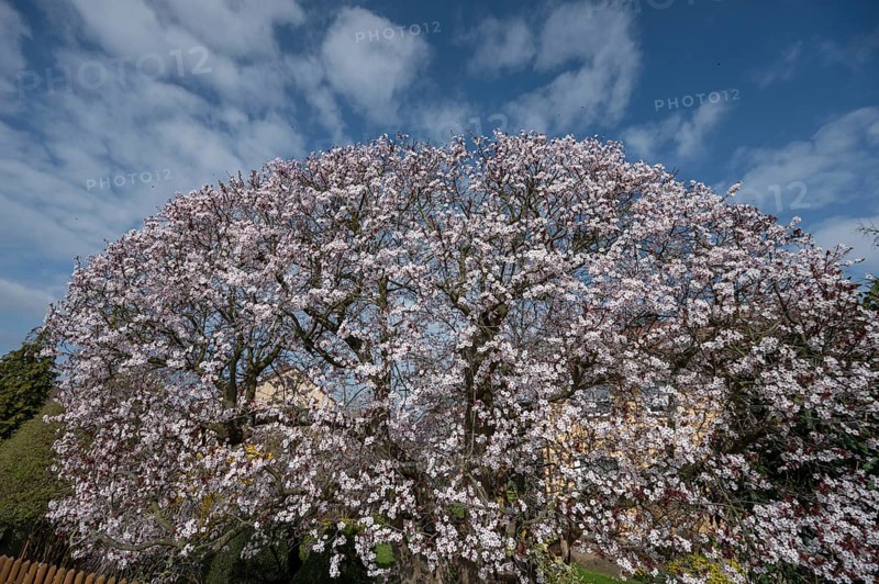 Flowering myrobolane (Prunus cerasifera), Bavaria, Germany, Europe