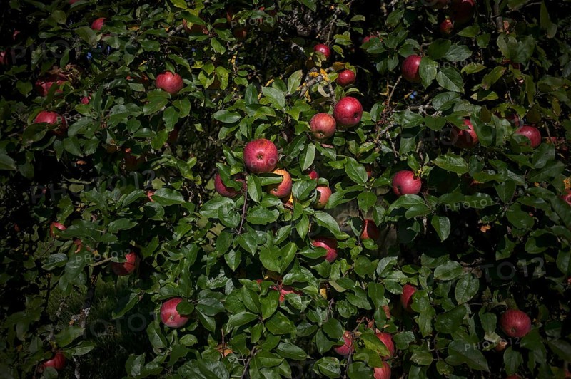Apple tree, red apples, full, meadow orchard, Waiblingen, Baden-Württemberg, Germany, Europe