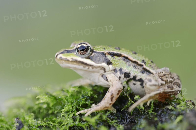 Small water frog (Pelophylax lessonae, Rana lessonae), North Rhine-Westphalia, Germany, Europe