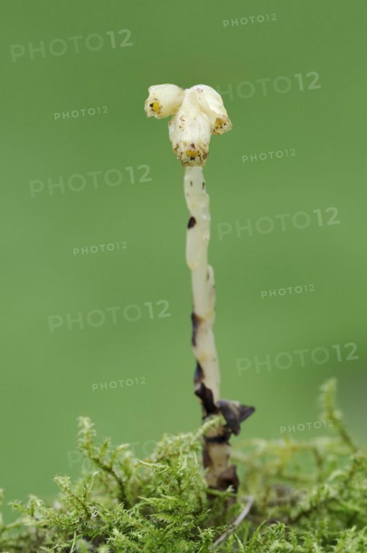 Spruce asparagus (Monotropa hypopitys, Hypopitys monotropa), North Rhine-Westphalia, Germany, Europe