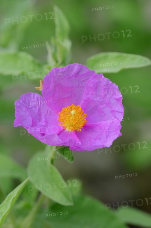 Grey-haired rockrose (Cistus incanus, Cistus creticus), flower, medicinal plant, North Rhine-Westphalia, Germany, Europe