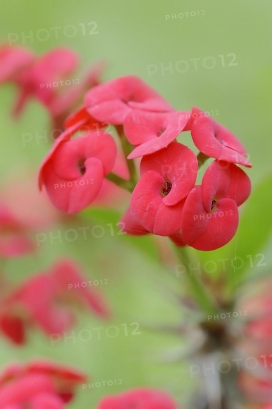 Crown of thorns (Euphorbia milii), flowers, native to Madagascar, ornamental plant, North Rhine-Westphalia, Germany, Europe