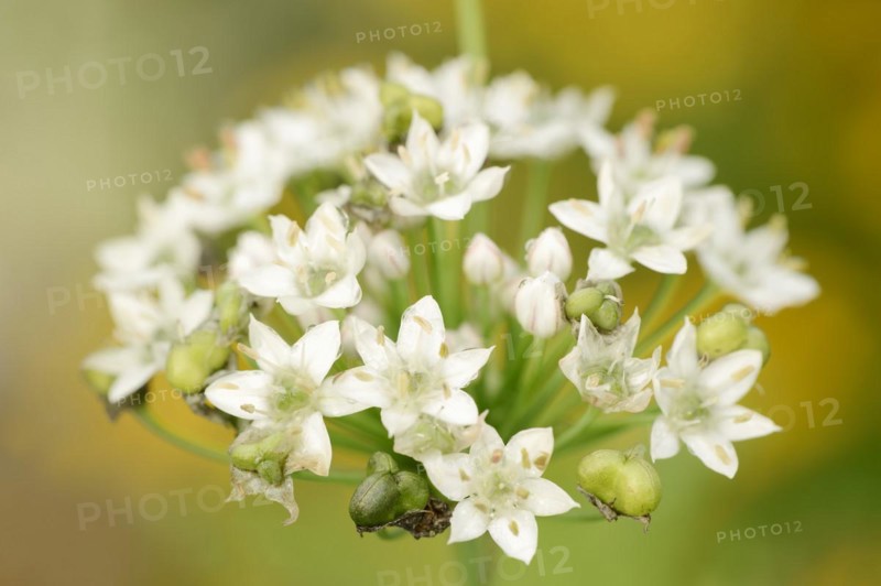 Garlic chives (Allium tuberosum), flowers, spice plant, medicinal plant, North Rhine-Westphalia, Germany, Europe