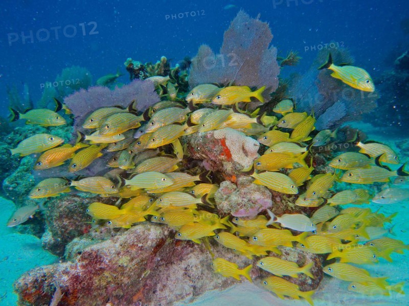 A dense shoal of yellow fish, bluestriped grunt (Haemulon sciurus) and French grunts (Haemulon flavolineatum) in a colourful coral reef, dive site John Pennekamp Coral Reef State Park, Key Largo, Florida Keys, Florida, USA, North America