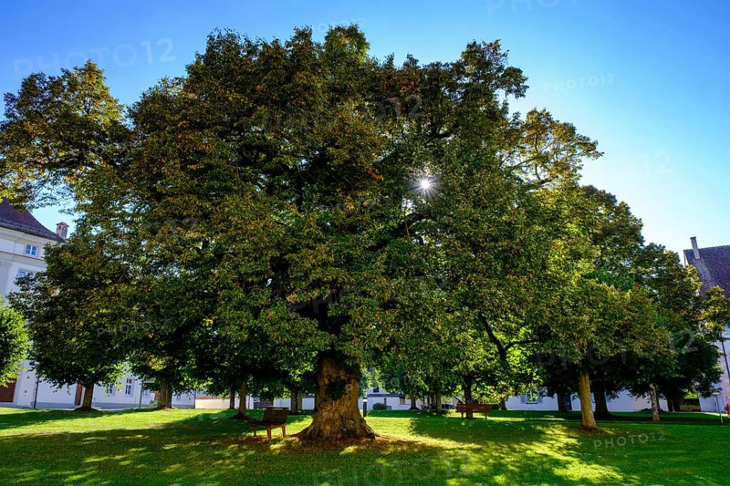 Lime tree, Obermarchtal Monastery, Obermarchtal, Alb-Donau district, Upper Swabia, Baden-Württemberg, Germany, Europe