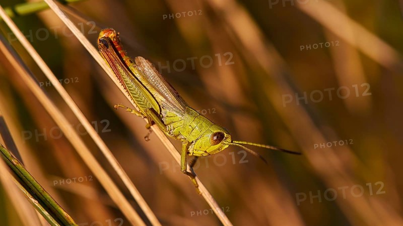 Green locust (locusta), in profile, sitting on a blade of grass in the sunlight, Strofilia biotope, wetlands, Kalogria, Peloponnese, Greece, Europe
